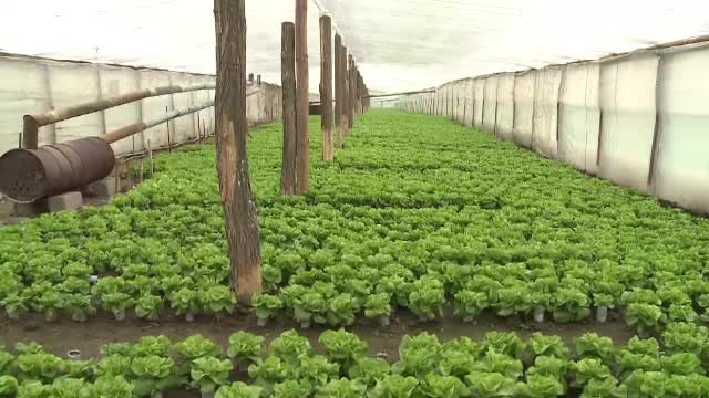 Singurul efect pozitiv al iernii calde. Pe tarabe, salata si ceapa verde sunt la preturi din mijlocul verii