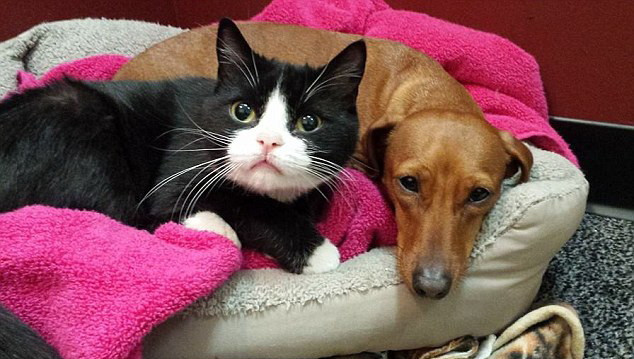 Sprijin neasteptat pentru o pisica paralizata. Un caine a adoptat-o si o apara de pericole