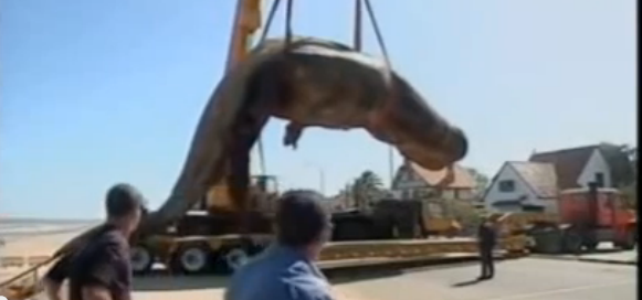 Caz bizar in Uruguay. O balena a "explodat" dupa ce a fost scapata de macaraua care o transporta. VIDEO