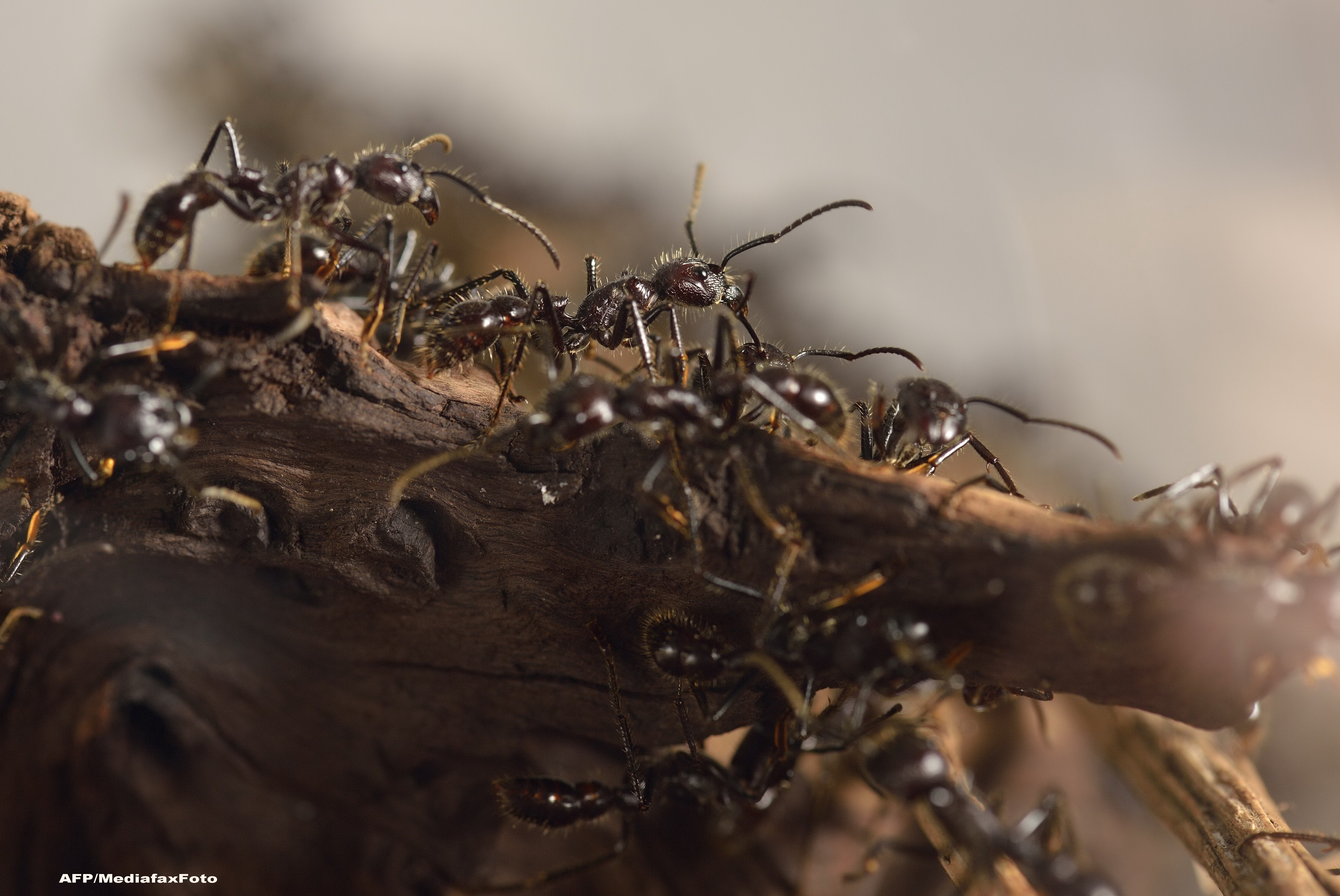 NASA a trimis 800 de furnici in spatiul cosmic. Ce vor sa afle oamenii de stiinta cu ajutorul insectelor