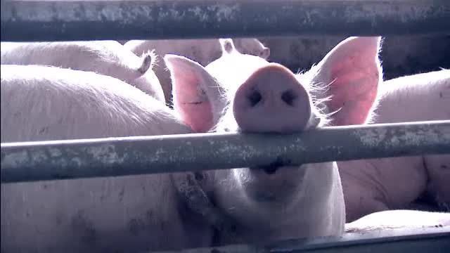 Caz infiorator in Suceava. Un bebelus a fost muscat, in casa, de porcul din gospodarie