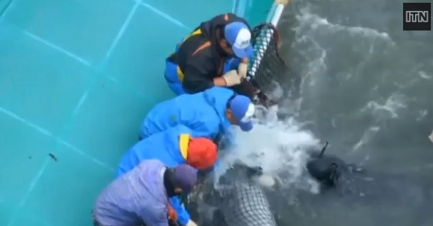 Masacru in Japonia. 250 de delfini au fost incoltiti de vanatori si omorati unul cate unul