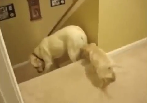 O catea labrador isi invata puiul sa coboare scarlile. Cum procedeaza pisica. VIDEO
