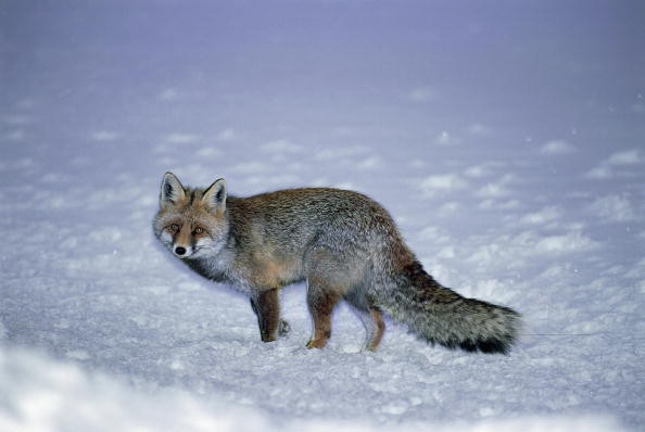 O vulpe a inghetat de vie intr-un lac din Suedia. FOTO