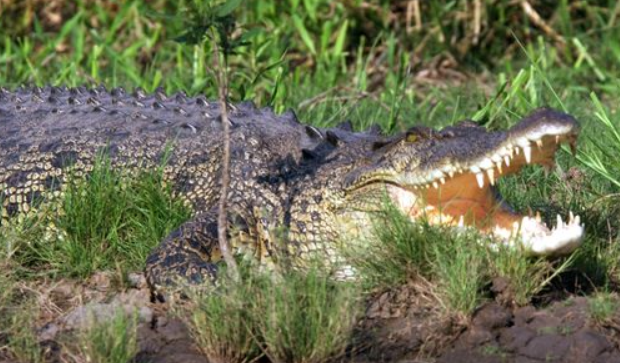 Un crocodil a atacat un baiat de 12 ani, in Australia. Copilul nu este de gasit