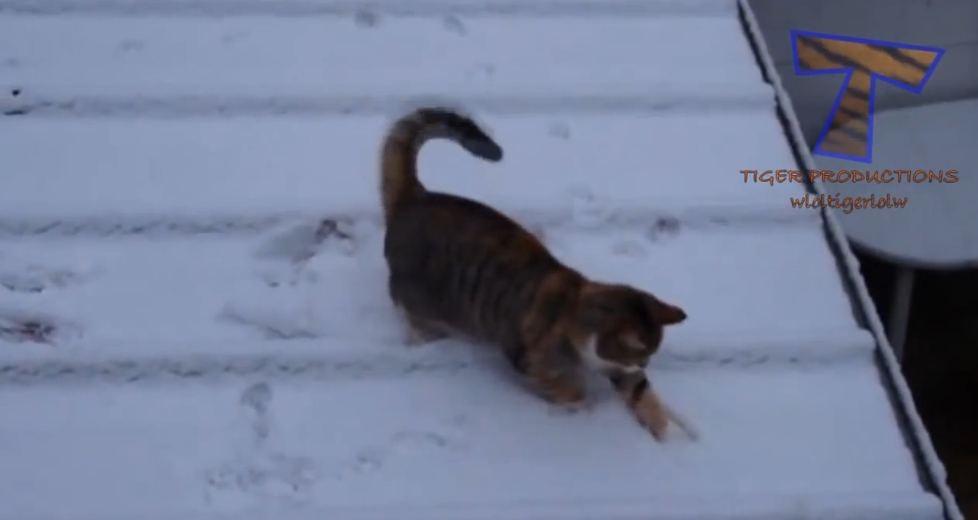 Animalele se bucura si ele de zapada, alaturi de copii. Cele mai amuzante patrupede fascinate de nameti