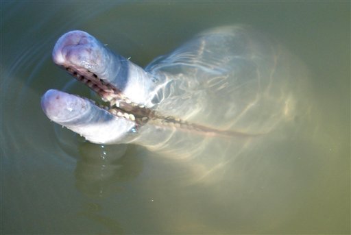 delfin rau