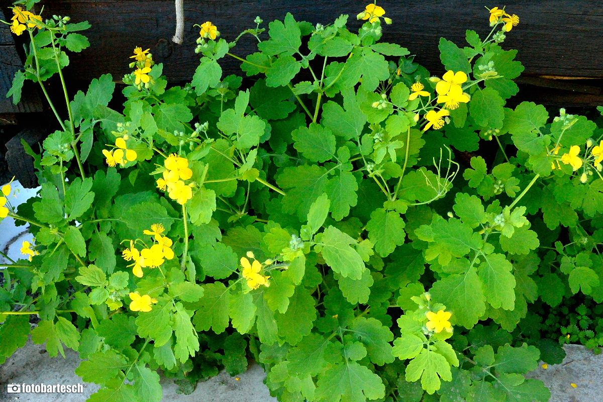 Sunteti tentati sa apelati la terapii naturiste? Solicitati sfatul unui medic inainte de a incepe tratamentul