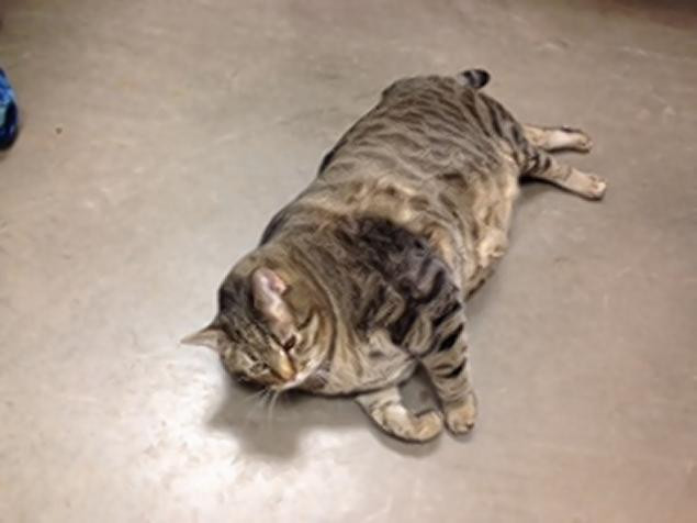 "Este cea mai mare pisica pe care am vazut-o." Pisica Chifteluta isi cauta un camin