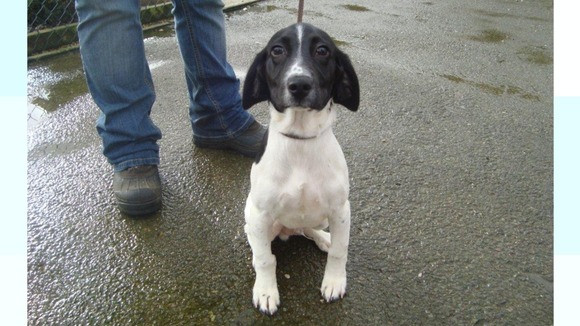 “Va rog aveti grija de mine, stapanul meu nu ma vrea” – biletul induiosator alaturi de care a fost gasit un catel abandonat