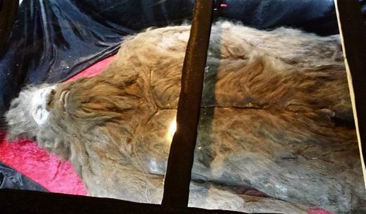 Bigfoot sau un costum de cauciuc? Un barbat incearca sa dovedeasca ca a ucis creatura legendara cu noi fotografii