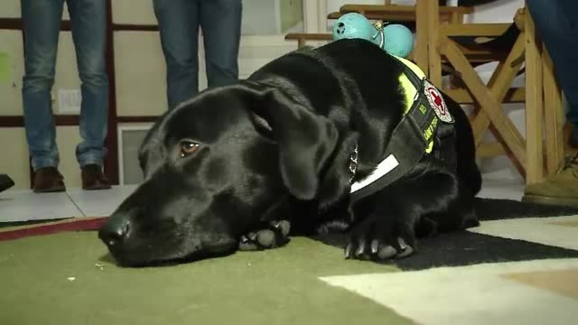 Premiera in Romania. Metoda inedita de terapie prin care putem scapa de stres cu ajutorul cainilor