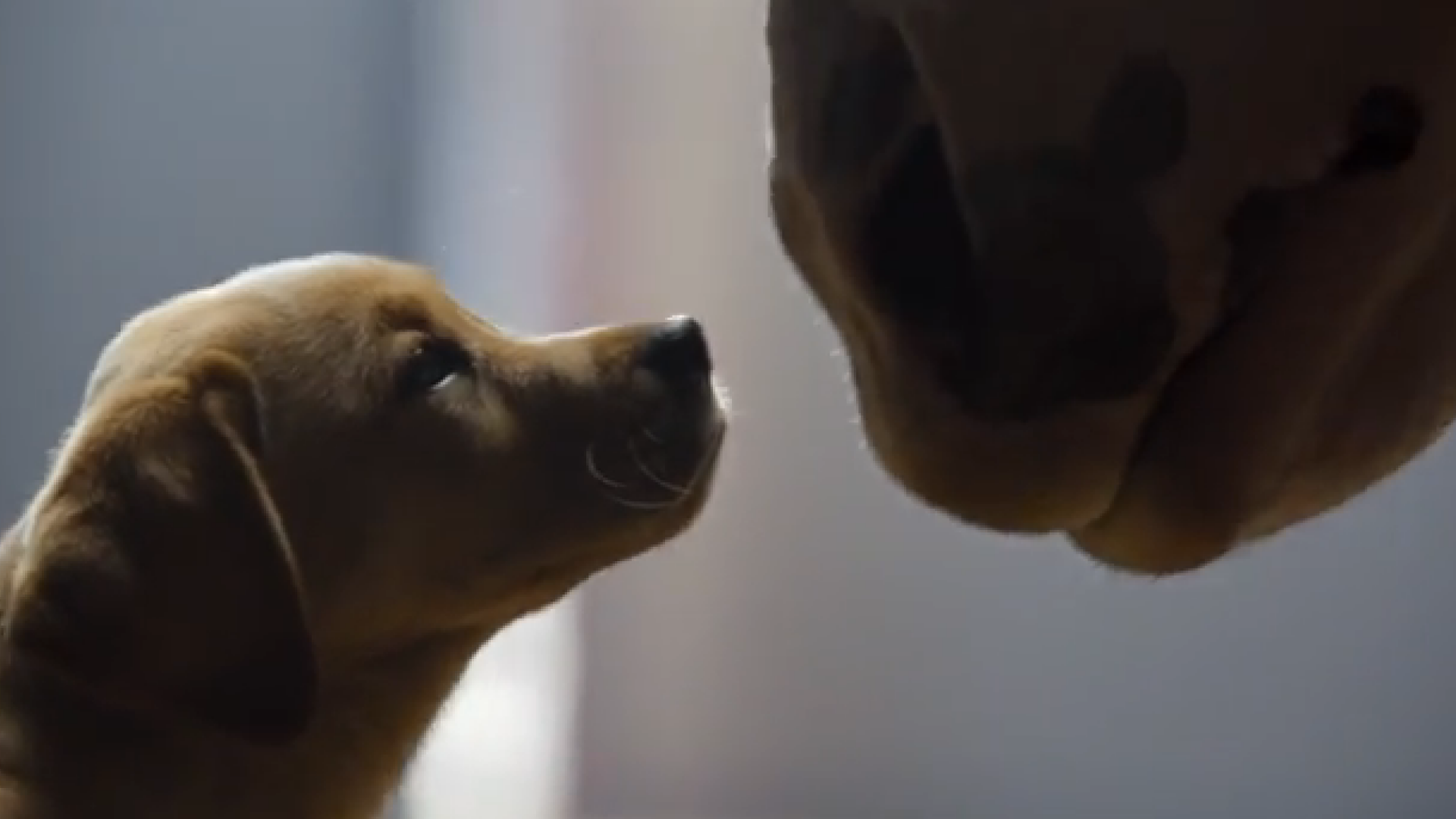 Povestea unei prietenii neobisnuite dintre un pui de Labrador si un cal. Reclama care a cucerit 28 de milioane de oameni