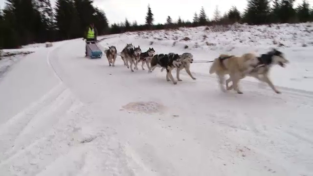 Sanii trase de caini Husky si Malamut, ca in Alaska. Concursul care a adunat sute de oameni, in Cluj