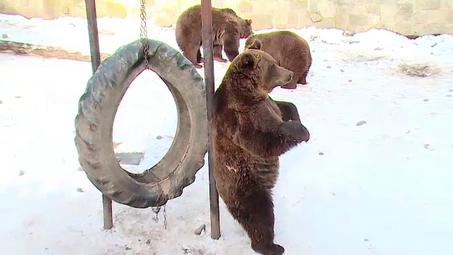 Ursii din Targu Mures au anuntat cat de lunga va fi iarna in 2014. In ultimii 4 au avut dreptate