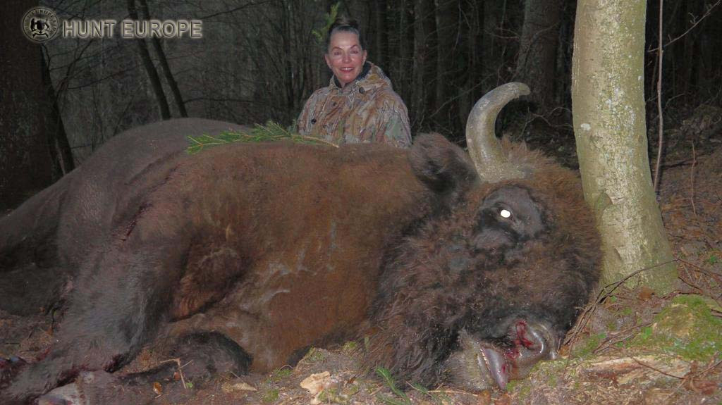 vanatoare zimbri polonia