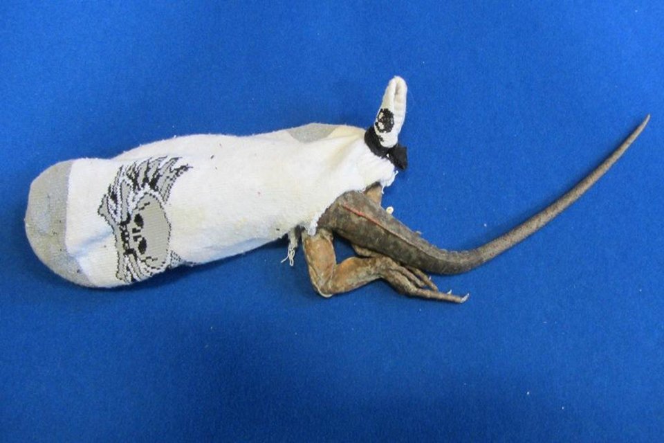 iguane