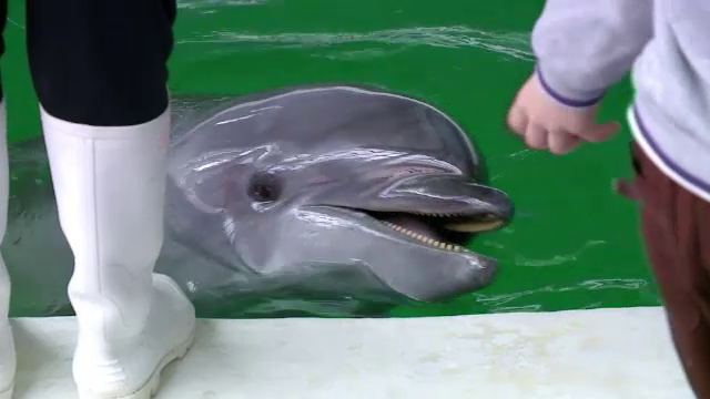 Delfin cu doua capete adus de valuri pe o plaja din Turcia. Cum arata creatura bizara. FOTO