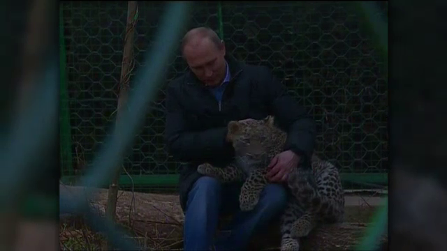 Vladimir Putin, in cusca unui leopard. Ce a facut presedintele Rusiei in prima zi la Soci