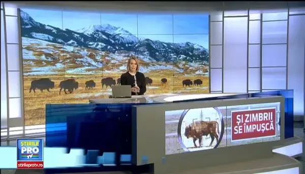 Paradoxul unui simbol national. Zimbrul nu mai poate supravietui in Romania decat daca este vanat si impuscat