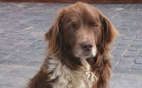 Moda "selfie" a fost inlocuita cu... "petsie". Tot mai multe persoane posteaza portrete cu animalele de companie