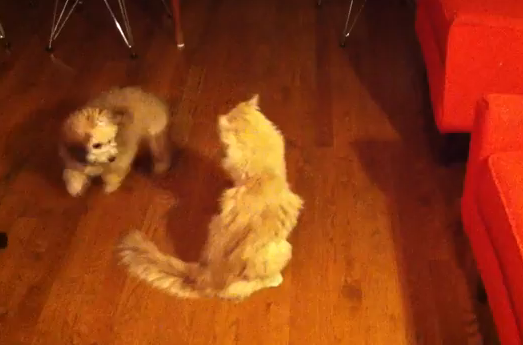 Cum reactioneaza un catelus cand intalneste pentru prima data in viata o pisica. VIDEO