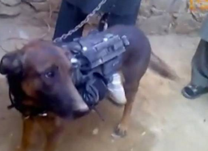 Talibanii afgani plimba in lanturi un caine militar furat de la fortele NATO, in urma unor confruntari. VIDEO