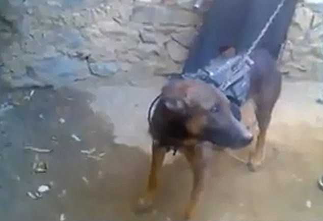 DaGarwal, cainele britanic rapit de talibanii afgani, ar putea fi decorat de armata pentru curaj pe campul de lupta