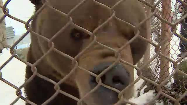Ursul Baloo din Straja a implinit 14 ani. De ce refuza stapanii lui sa-l lase sa plece intr-o rezervatie
