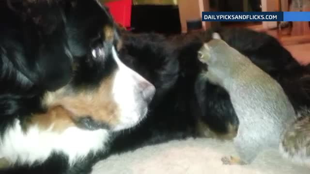 Mai ceva ca in Ice Age. Veverita care incearca sa-si ascunda nuca in blana unui caine ciobanesc