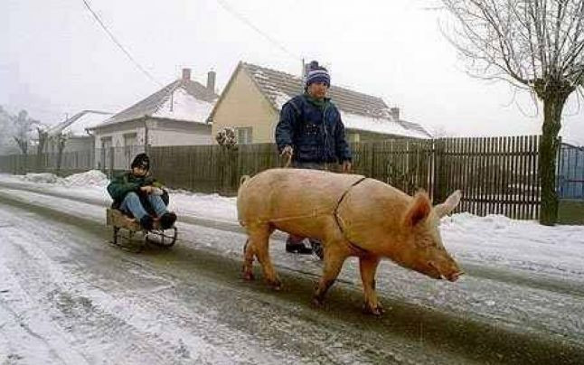 Imaginea zilei pe internet in Romania. Pustiul din Botosani care e tras pe sanie de un porc