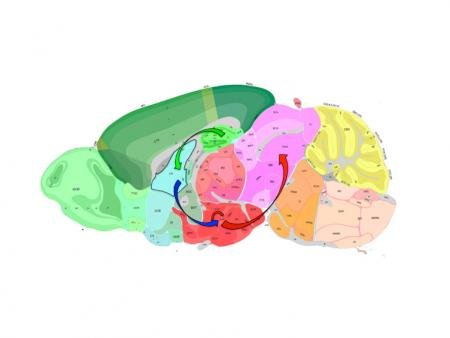 Circuitul neural cu rol in declansarea nelinistii. Sursa foto: Caltech.