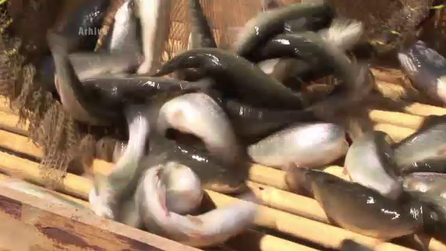 Romanii consuma mai mult peste oceanic congelat decat peste autohton. Crapul minune cu care galatenii vor sa schimbe piata