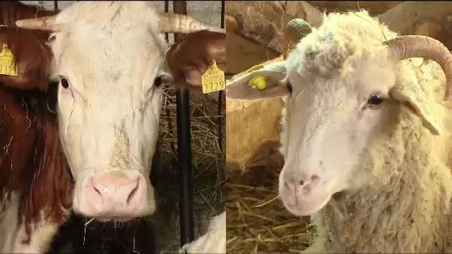 Normele europene ne vor lasa fara lapte de vaca autohton. Fermierii renunta la bovine si cresc oi pe mult mai putini bani
