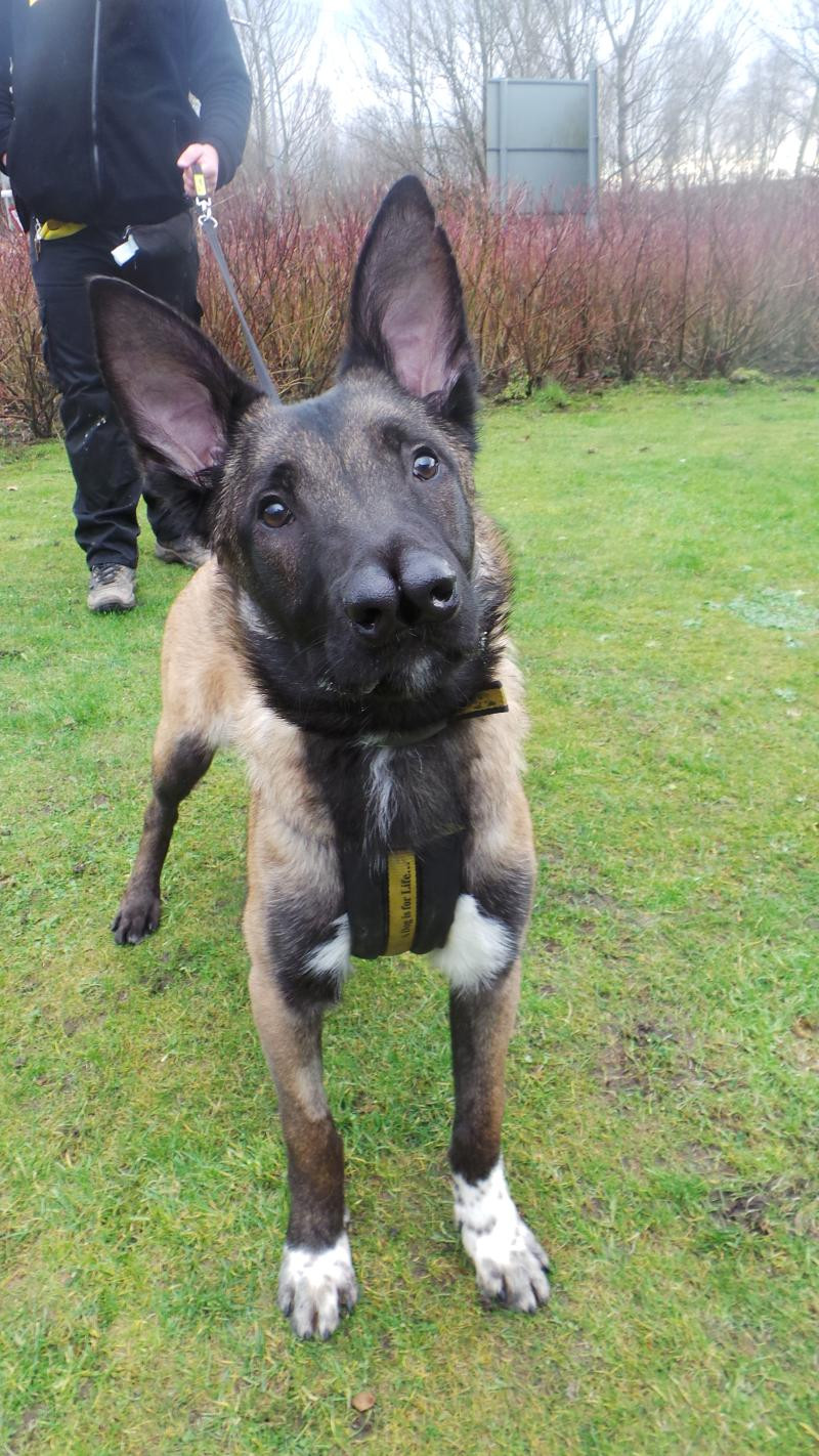 Are doua nasuri, dar spera sa topeasca inimile oamenilor. Cainele Snuffles isi cauta adapost intr-o familie iubitoare
