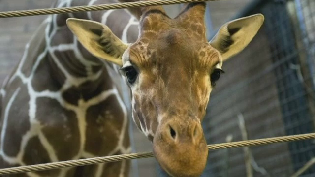 Eutanasiat si dat la lei. Un pui de girafa a fost macelarit in fata vizitatorilor unei gradini zoologice
