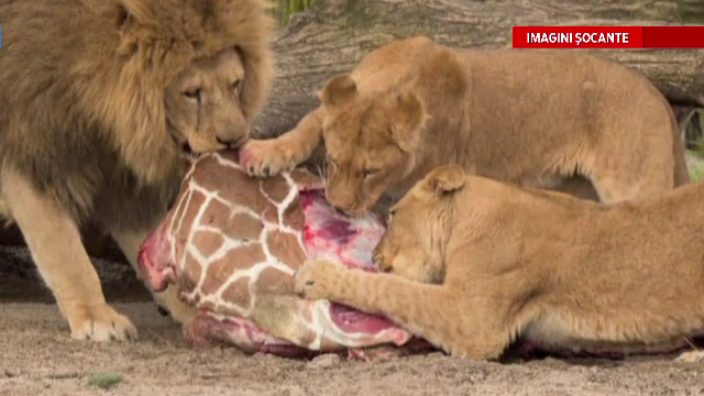 girafa Danemarca