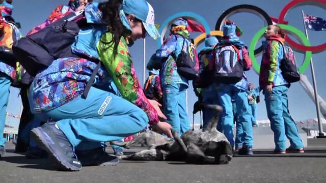 Maidanezii de la Soci au invadat Parcul Olimpic. Cine este miliardarul care lupta pentru salvarea patrupedelor