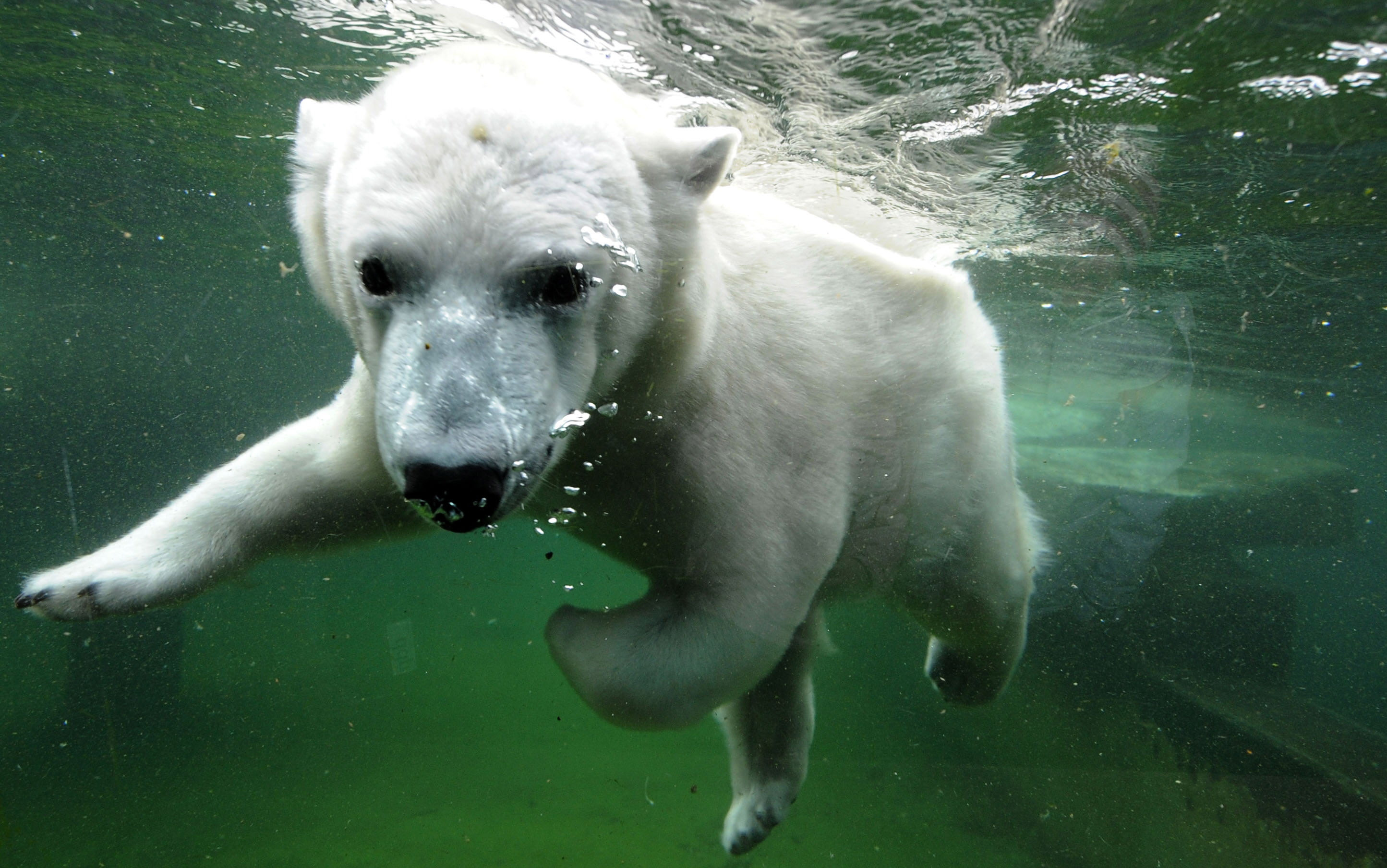 Un urs polar de la un zoo din Germania a murit dupa ce a mancat haina unui vizitator