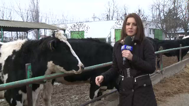 Fermierii dau baltata romaneasca pe rasele argentiniene si Black Angus. Cat costa kilogramul de vita scotiana