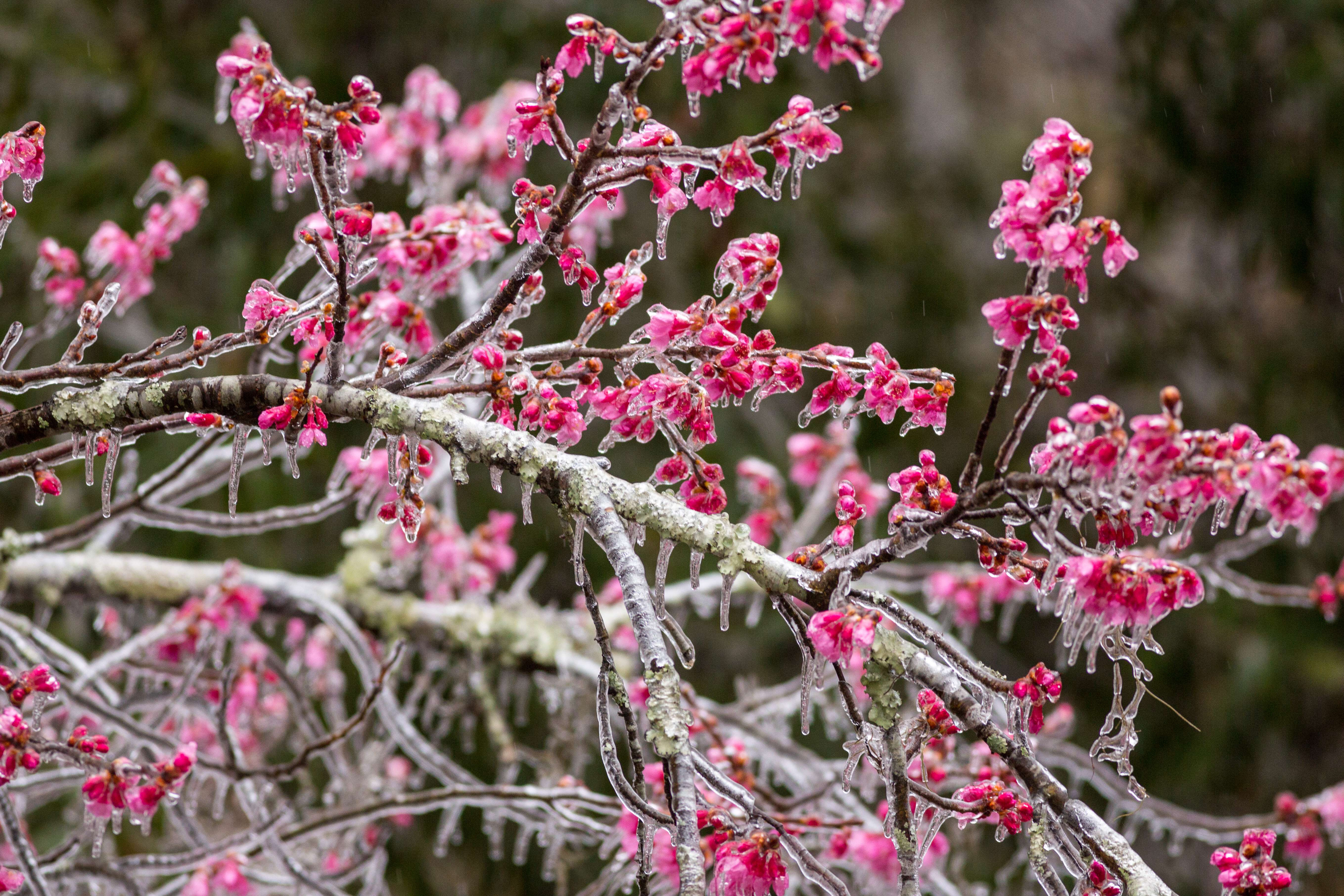 Americanii au ajuns prizonierii ghetii. "Freezing rain", spectaculosul fenomen meteo care a lovit sudul SUA. GALERIE FOTO