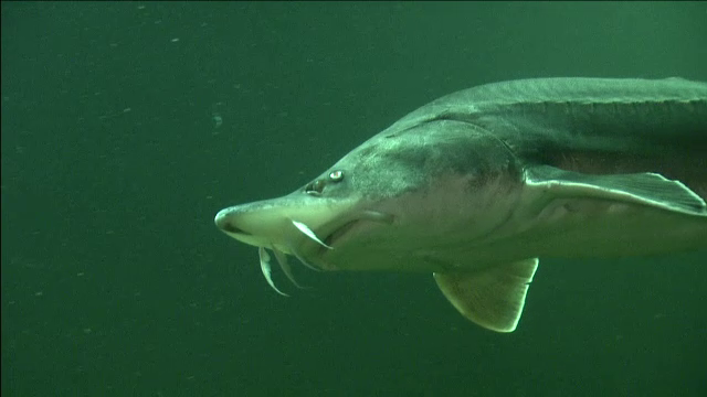 200.000 de sturioni cu microcipuri implantate. Proiectul prin care 6 tari monitorizeaza pestii din Dunare si Marea Neagra