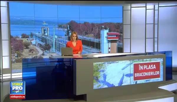 Drumul sturionilor spre disparitie. Braconajul ameninta programele de repopulare cu cel mai valoros peste din Romania