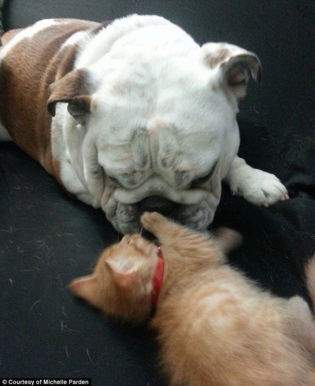 Bulldog si pisici