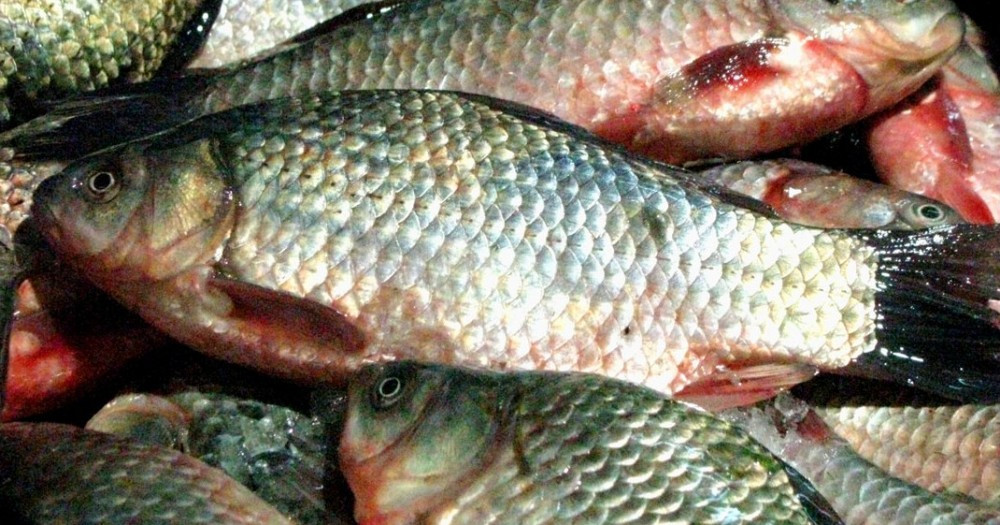 NIMENI nu ti-a spus asta. Specialistii au demonstrat ca e ADEVARAT! Ce se intampla daca mananci peste de 3 ori pe saptamana