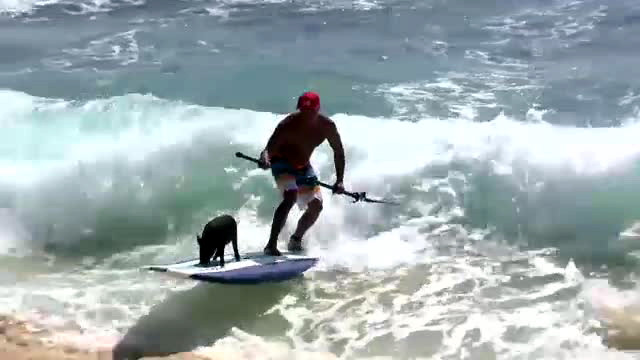 Kama, porcusorul din Hawai care a invatat sa faca surfing. Demonstratie VIDEO