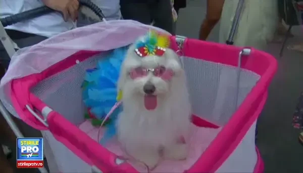 CLIPUL ZILEI: A inceput Carnavalul Animalelor in Brazilia