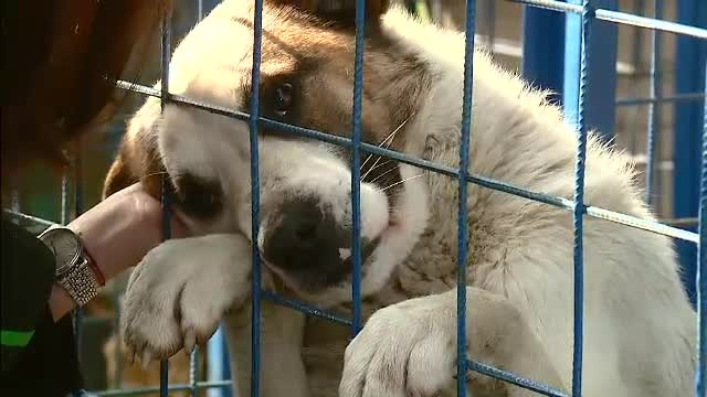 Da-i un nume si ia-l acasa! Cum poti adopta un catel adorabil de la adapostul din Mihailesti