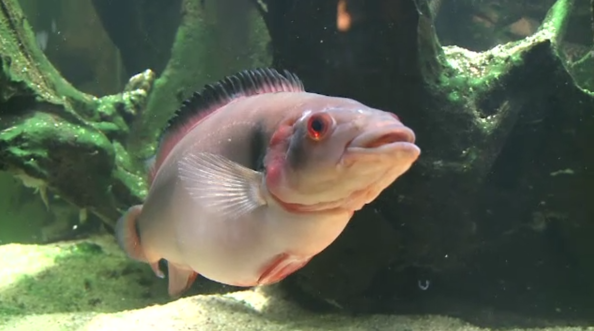 Ce este aquascapingul. Afacerea cu restaurante in care pestii decoreaza peretii si nu farfuriile