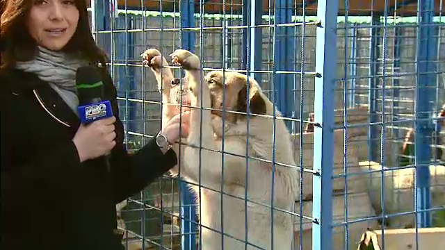 In 2 saptamani, ar putea incepe eutanasierea maidanezilor. Adaposturile sunt pline iar adoptiile sunt din ce in ce mai rare